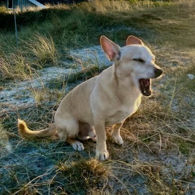 This used to be the account of beloved Pavel the Dog - written by Dad RIP Pavel 2012-2024. Greatly missed companion. Now iz Freddie’s turn!