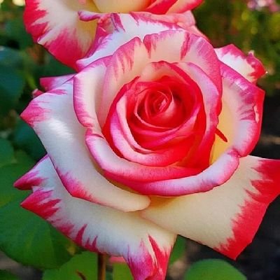 golden276462's profile picture. I'm married but I want a second married