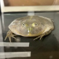 ぺたまる (@round_pancake) 's Twitter Profile