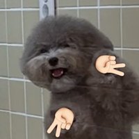 5β£γ‘γγπΌ (@inuinu__chai) 's Twitter Profile