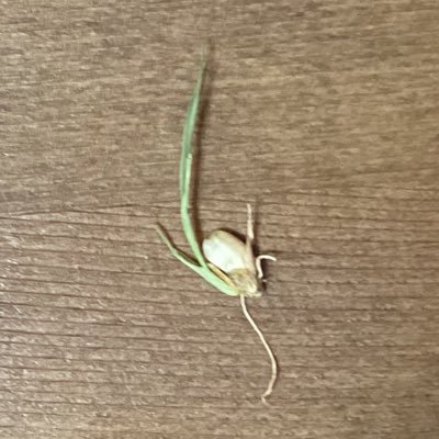 114oooo's profile picture. テキトー百姓14〜17代目予定？ 中の人はHJ7120よりギリ古いピチピチの高3