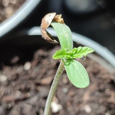 Onlineshop für erstklassige Cannabissamen von renommierten Seedbanks und ausgewählten Craft-Breedern.