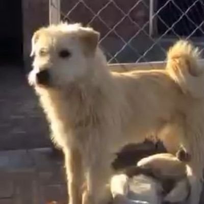 SOLO Una opinion, con tanto sentido comun que no es para cualquiera, sin nombre ni cara. Lo tibio se VOMITA. #HUMORNEGRO #JAVO