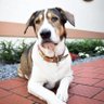 richorstad18's profile picture. Screenwriter, Father, Husband, Human. Winner: Screencraft True Story (2020) - Endurance (Optioned). Rescue Dog, PAGE Silver (2020). 12-time Finalist (2016-2022)