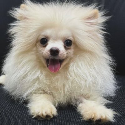 a82968_ayodeji's profile picture. Get your paws 🐾 with amandapets❤️