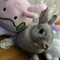 もく (@moku_glay) 's Twitter Profile