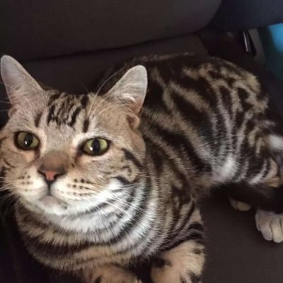 ily_Raiden's profile picture. 207⭐️ in Hypixel Skywars(Already quit)