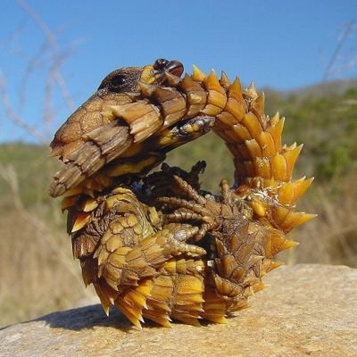 Echoboxbrain's profile picture. Just sitting back and enjoying the circus