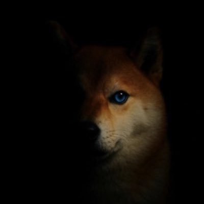 BonkUnderdog's profile picture. not official twitter just a $underdog trying to help the story FAnDkc4jfztmgXdxJmGP4J9HpgHqv2fZLbnk5te2bonk https://t.co/xIZYGptpFj