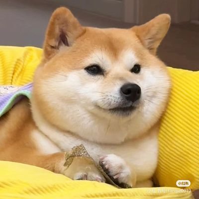 CauchyK9's profile picture. Crypto 消费者 🤡 ｜Vice Tech Lead of @PKUBlockchain |  Mapler @MapleStoryU