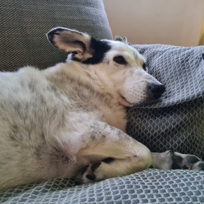 Hi I’m Litsa. I’m a Greek rescue dog who’s 9 years old. I live with my pawrents and baby Bro Jasper 🥰