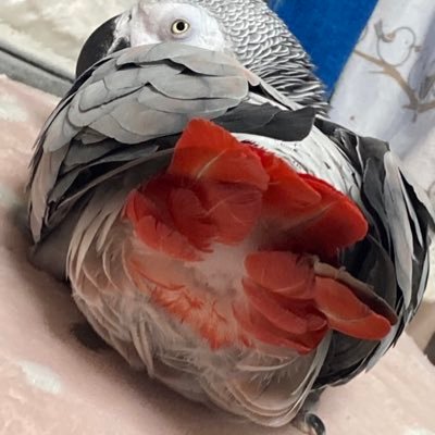 脳梗塞(右麻痺)にて自宅療養中。 殺処分寸前だった保護鳥のヨウム♀を飼っています。趣味はプラモデル。失礼があったらご指導願います。外からも大歓迎です。誤字 脱字お察し下さい😅 。しつこいDM ブロックさせて頂きます🙇♀️
