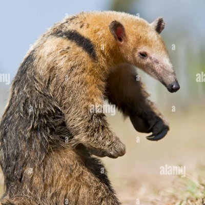 Centerextreme1's profile picture. I have a testicular set of skills that make me a nightmare for people like you.