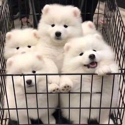 cansuqi1's profile picture. Beijing/ 4爱女S 开苞圣手/喜欢男妈妈 喜欢高细狗/ 喜欢各种剧情play  /不谈感情 /也不谈钱(⑅˃◡˂⑅)