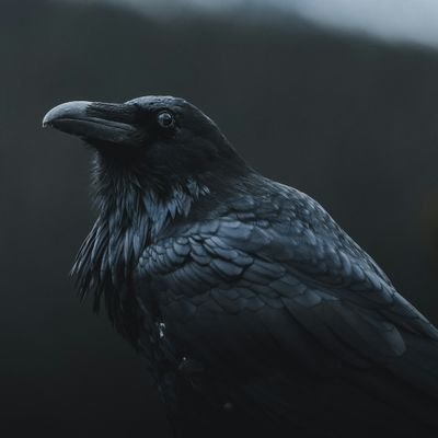 Valravnen's profile picture. RE, C/C++