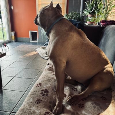 CatoFong6's profile picture. Sweet girl. Very sharp teeth.