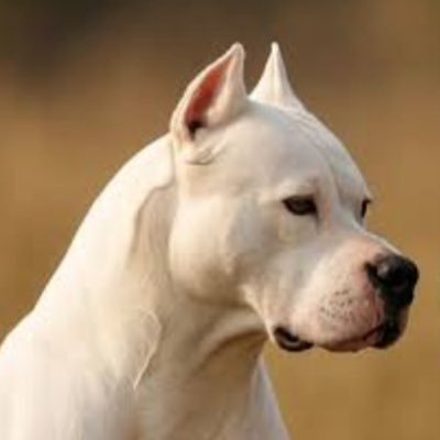 Jessicaomar8's profile picture. Jessica .