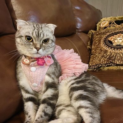 premephisa's profile picture. 