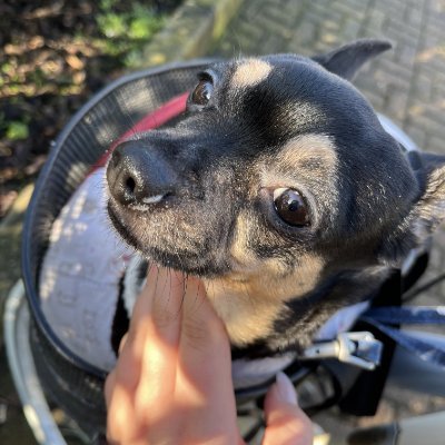 Rin1166771's profile picture. Respeto y humildad ante la fama y el ego