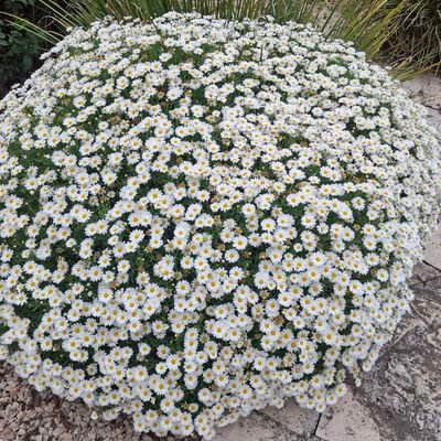 tuptup12's profile picture. 