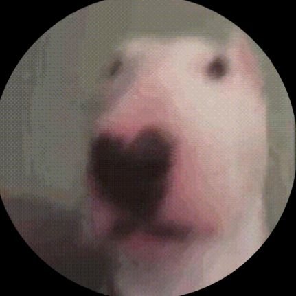 fwyasha's profile picture. i miei pronomi sono dux/mea/lux