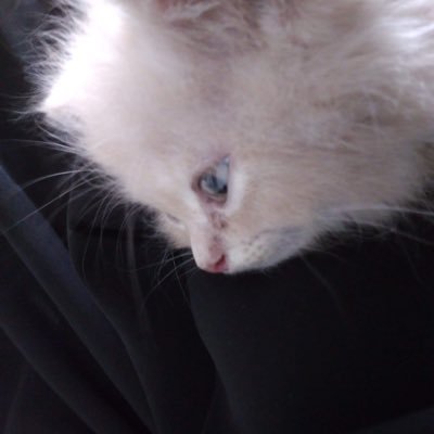 Aech Profile