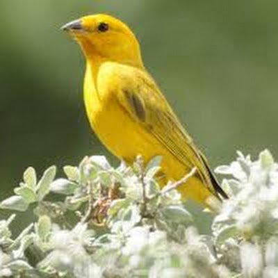 JOMARZ65's profile picture. Ojito con el pajarito. No contesto privados.