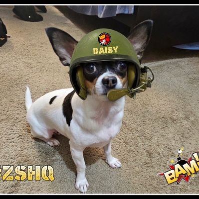 I am here for entertainment and pet friends. No politics. #ZSHQ
Daisy Girl