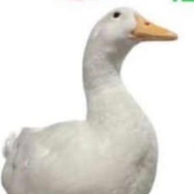 Ecqbj's profile picture. 🐈‍⬛