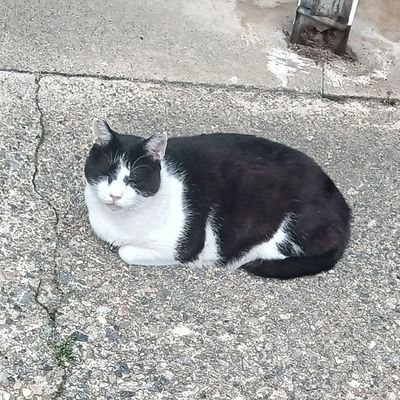 NMZ所属/グラブル/シャドバWB
適当に好きな事の話をします
マシュマロ https://t.co/jfi4Yt6FXs