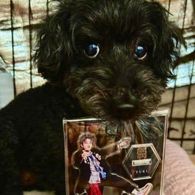 cho_comonaka's profile picture. MDKD❄️ HPMI🐰