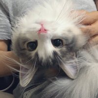 Cendi (@cendilion1) 's Twitter Profile