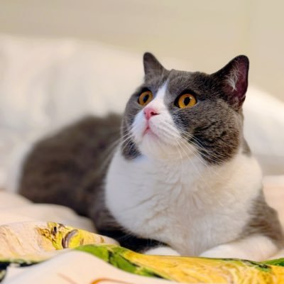 JaneZHU595977's profile picture. 爱与不爱皆自由