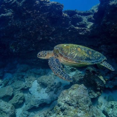 Every time I dive, it feels like a little reset.
No phone, no noise, just breathing and blue.
Visibility wasn’t perfect today, but still saw some cool stuff.
