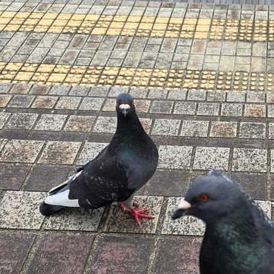 フィールドに行くと青い人で覚えられてる人です🤔
ジムニーのツイートはたまにします(*^^*)