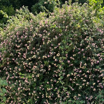 juniper_1993's profile picture. nicelik değil nitelik