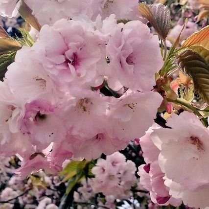 hikaruhoshi_168's profile picture. オラクルカード✨レイキ✨自然と花🏵️ミセス🍏ミスチル♫