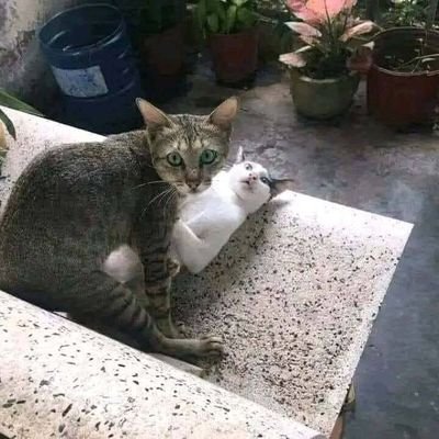 aakash_sain_44's profile picture. Army Lover 
बी.एड धारी