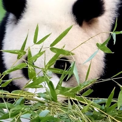 tcheung197's profile picture. 