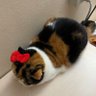 kuromindent's profile picture. 🍀 goal : dent cu mu tu ⁺◟⸝ 🦷𓈒♡ status : TU91 mf24/7 #studywkuromindent