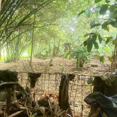 thermiay's profile picture. 