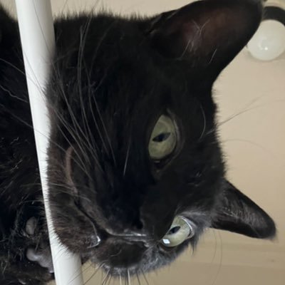 黒猫教団さんのプロフィール画像