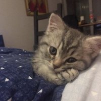 VexareQ (@qvexareq) 's Twitter Profile