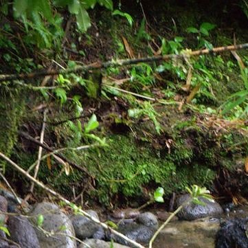 BeakedBlub306's profile picture. 