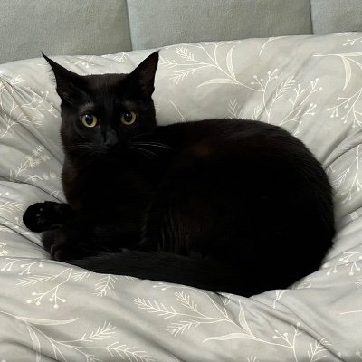 Catsさんのプロフィール画像
