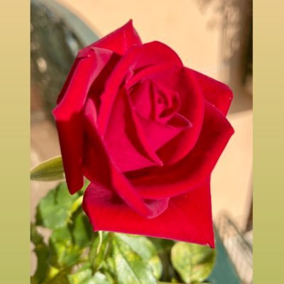 Come una gatta forse ho nove vite da morire. Nella quarta ho amato, ma l'amore mi ha ucciso. Questa è la numero cinque, quella coi gatti.