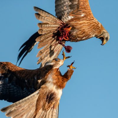 Red kite feeding station, beaver reintroduction site, award winning #rewilding project. New book “Waters of Life - Fighting for Scotland’s Beavers” out 1 May.