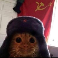 Fel 🥷 (@fel_rsr) 's Twitter Profile