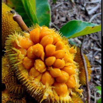 MrsCeleryJ's profile picture. 