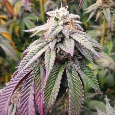 Jameslorrd's profile picture. CANNABIS ENTHUSIASTS.... 20yrs+ as home grower, 420 friendly California native, Pet lover. No porns,  No DMs 🇺🇸🇺🇸